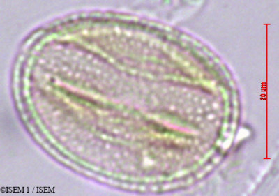 Eschweilera andina - lame n° 29438